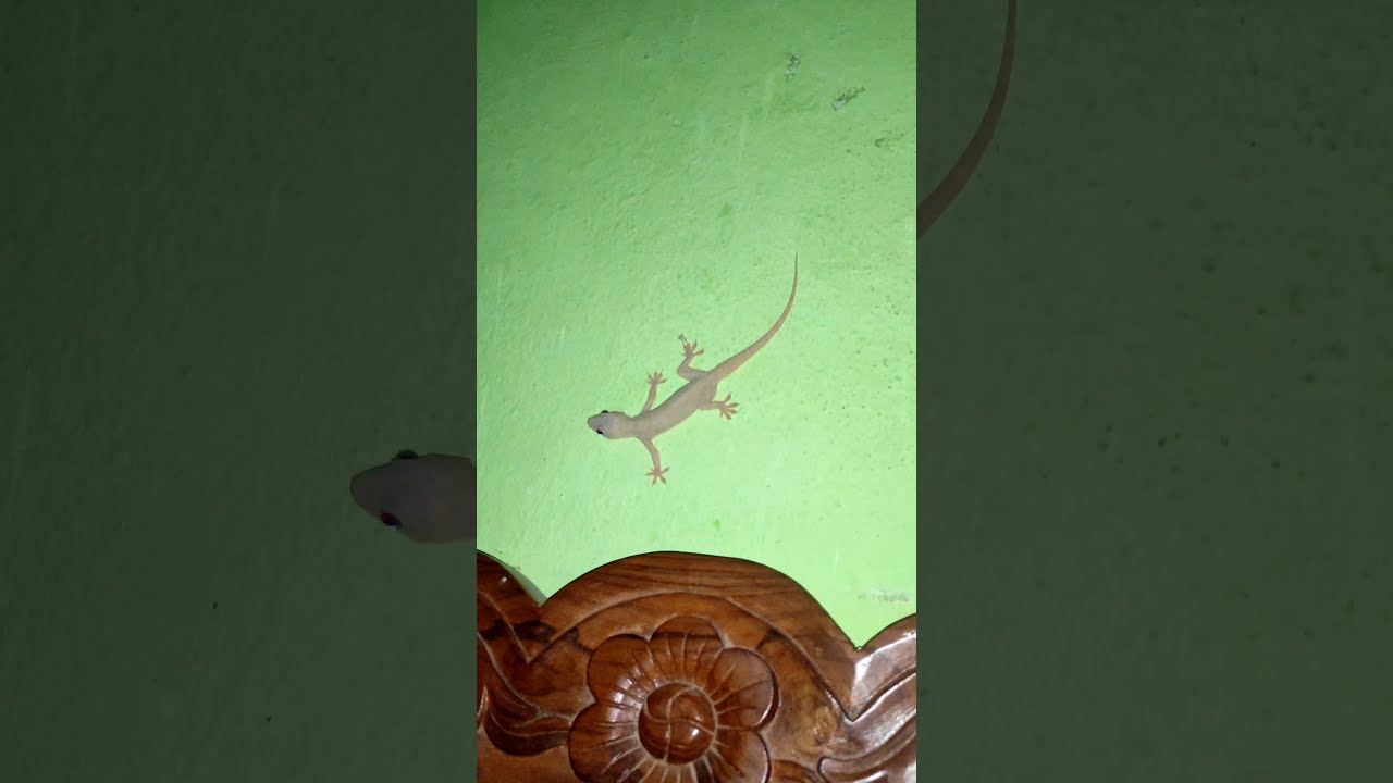 Common House Gecko Chipkali Lizard Reptiles Native To South Southeast Asia