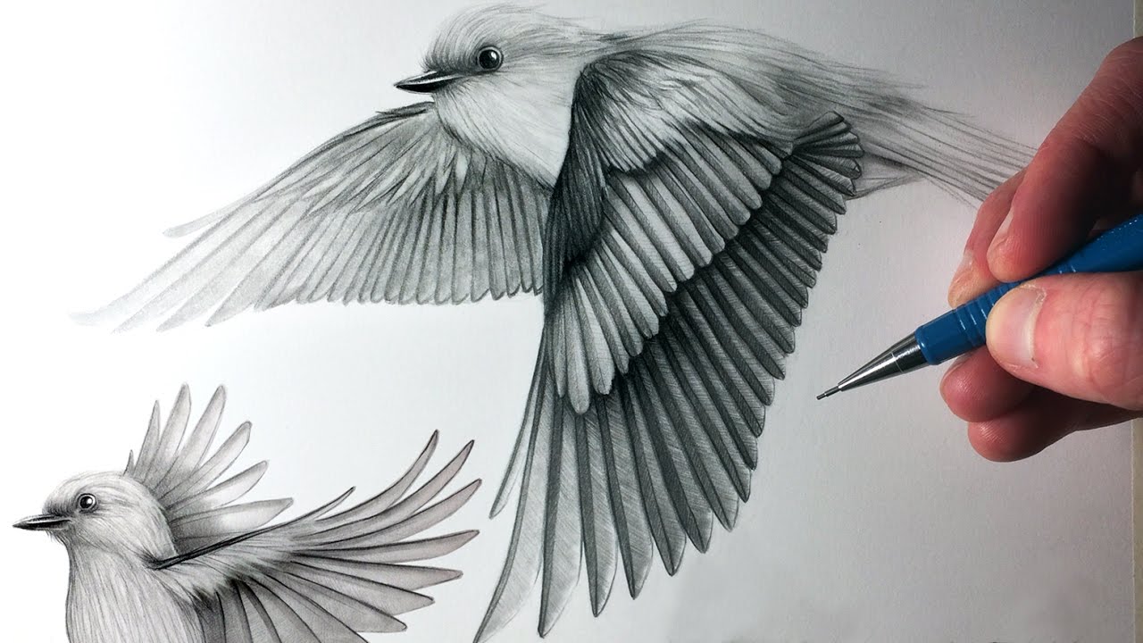 How to Draw Birds Flying - YouTube