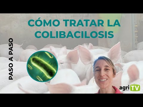 Vídeo: Punto De Corte De Susceptibilidad Para Danofloxacina Contra Escherichia Coli Porcina