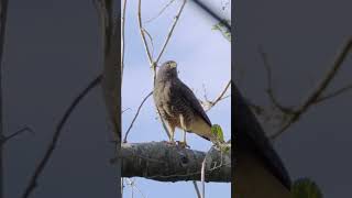 Roadside Hawk Call #shorts  #birds