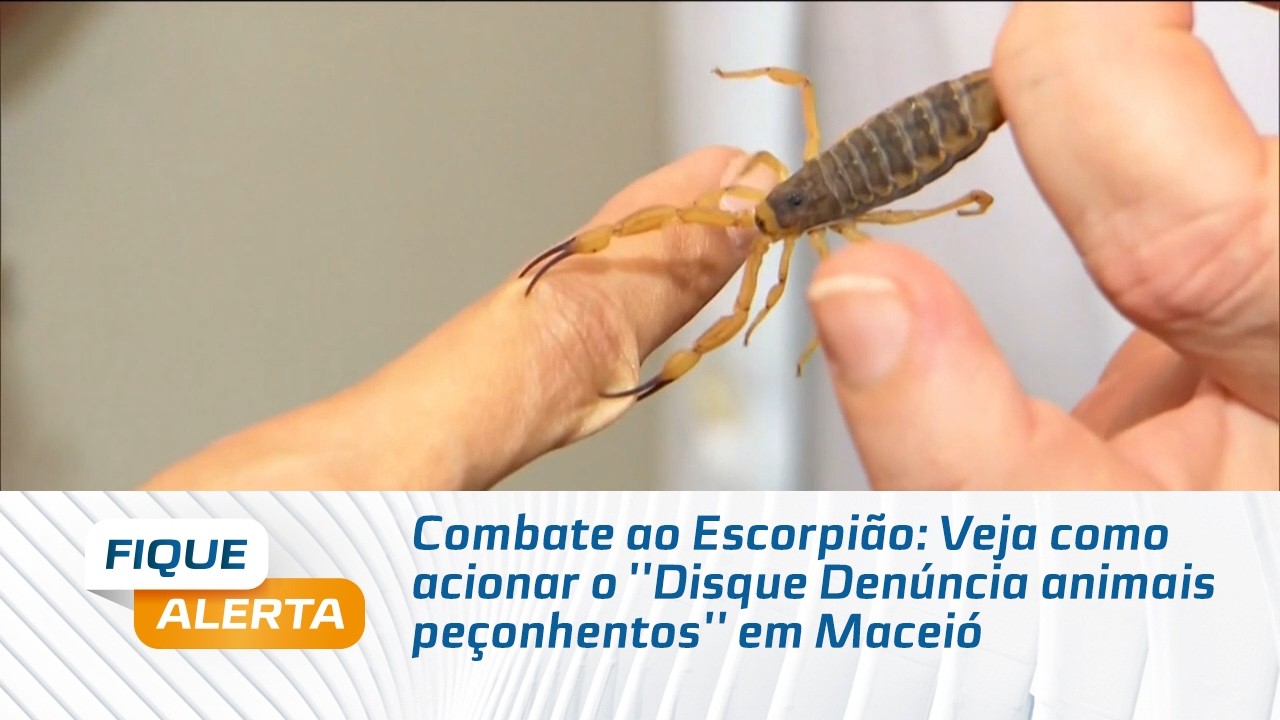 Combate ao Escorpião: Veja como acionar o ''Disque Denúncia animais peçonhentos'' em Maceió