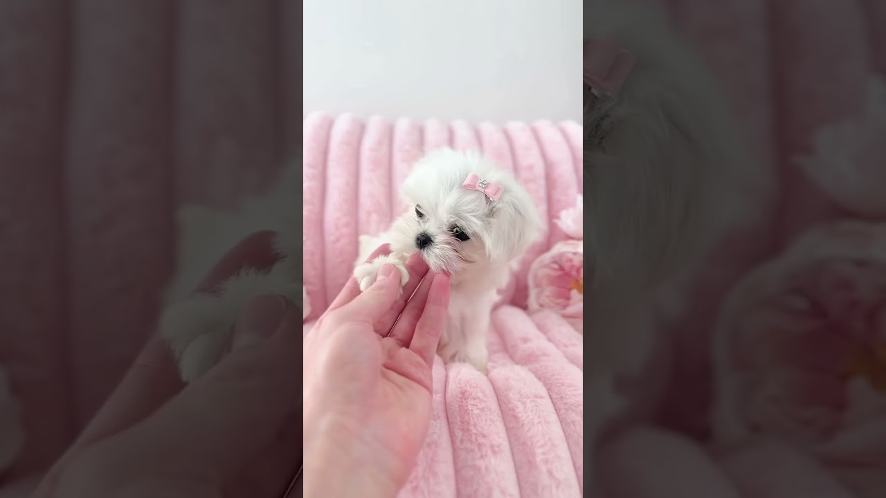 Adorable teacup Maltese for sale—tiny size, huge heart! 