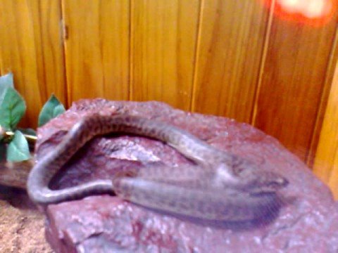 Childrens python/ Large pinky