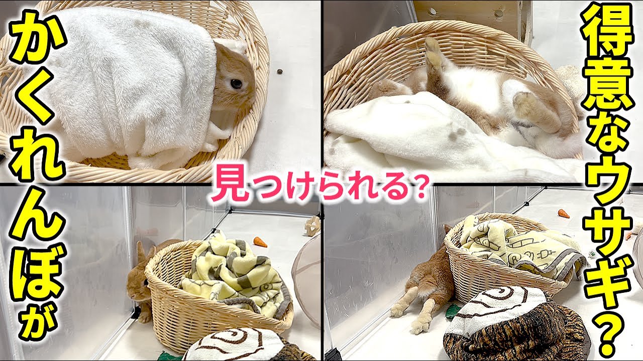  iOS 13.2で見つかったiPhone 11および11 Pro用の新しいスマートバッテリーケースの画像