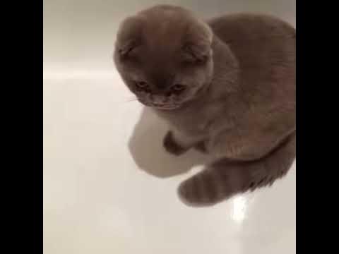 Плачущий кот 🐈 - YouTube