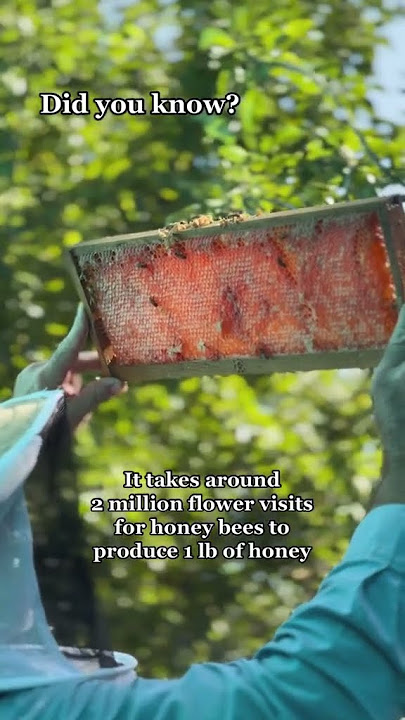 Do Women Make Better Beekeepers? – Savannah Bee Company