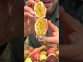 Juicy Passion Fruit Harvest Shorts Juicy Passion Fruit Harvest Shorts