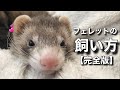 フェレットの飼い方【完全版】
