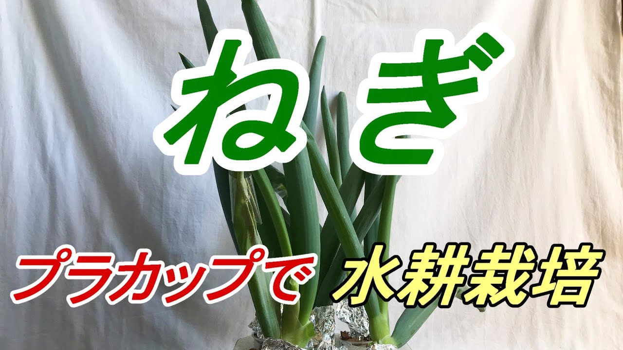 ねぎ（下二田）  種まき～収穫　プラカップで【水耕栽培】をやってみました