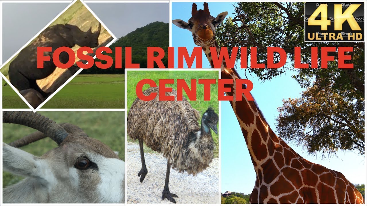 glenrose animal safari