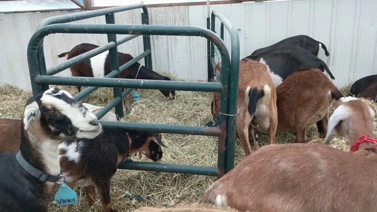 Happy Goats at Prairie Fruits Farm & Creamery, Champaign, IL (0620
