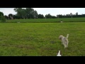 Walk out on the field with my Grand Bassets