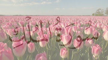 سورة الملك بصوت الشيخ اسلام صبحي #سورة_الملك #القرآن_الكريم #راحة_نفسية #اسلام_صبحي #تلاوة_خاشعة
