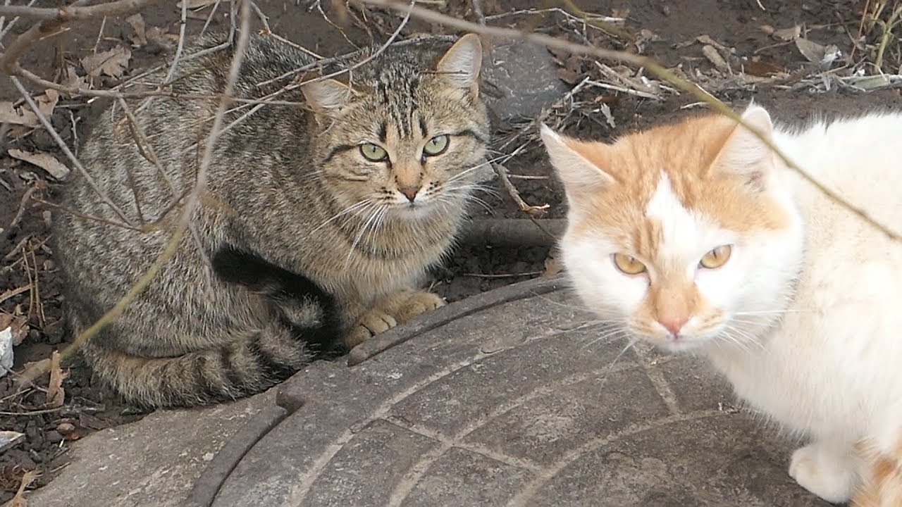 robin seplut wikipedia Four cats not so hungry on the street
