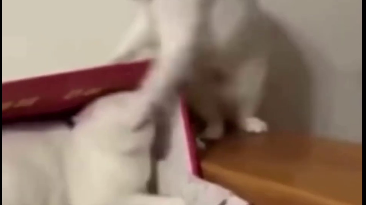 Kitty Punch! YouTube