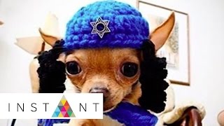 Wheels The Tiny Chihauhua Tiny Dog With A Huge Survival Story Stupid Cute Instant