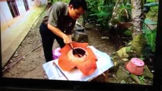 ラフレシア Youtube