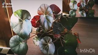 BEGONIA MARROM ( família erythrophilla) popular orelha de elefante - YouTube