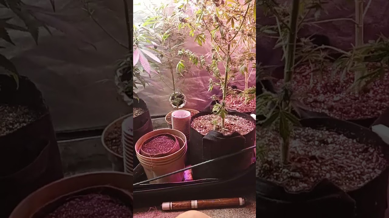 Cannabis from mid veg through after harvest and setting up for a re-veg 