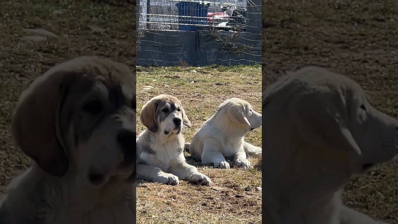 Catelusi Ciobanesc de Asia centrala 3 luni 