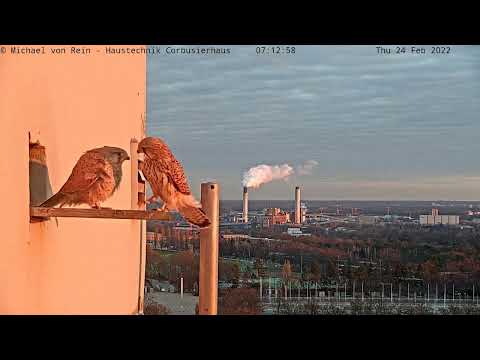 Berlin Corbusierhaus Kestrel Visit 2022 live cam preview