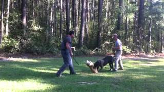 American Bandog Mastiff - Kronos First Day Doing Sends