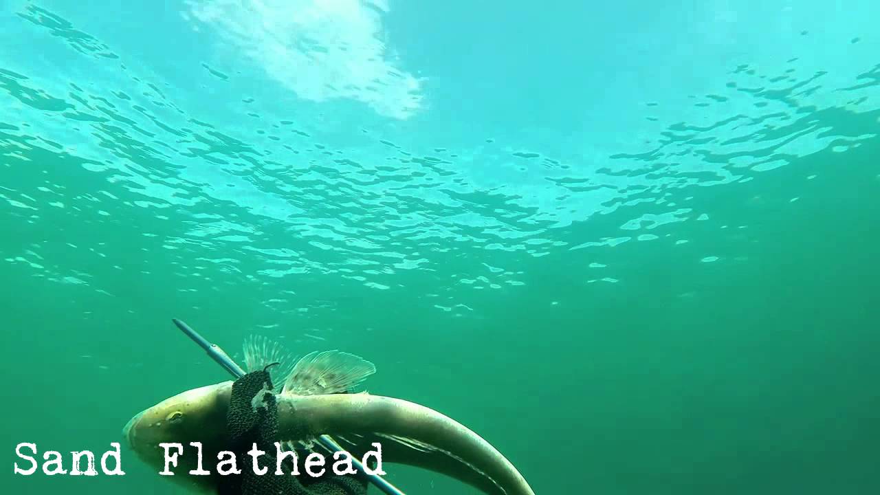 Freediving/Spearfishing Tasmania Winter 2014 YouTube