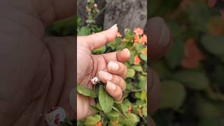 Download Lagu Lord Jagannath Art | #jagannath #art #shorts #shortsfeed #youtubeshorts #entertainment MP3