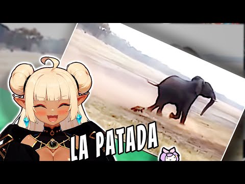 ABSEL reacciona a Tejón Melero vs Elefante