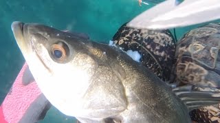 素潜りでスズキを獲って一夜干しに