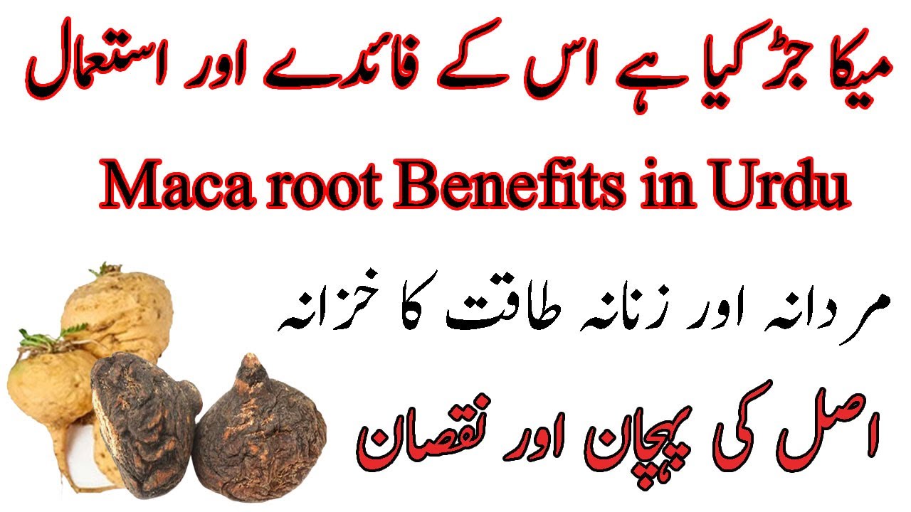 Maca Root Benefits In Urdu Maca Root For Men Maca Root Ke Kya Fayde Maca Root Benefits In Urdu Maca Root For Men Maca Root Ke Kya Fayde