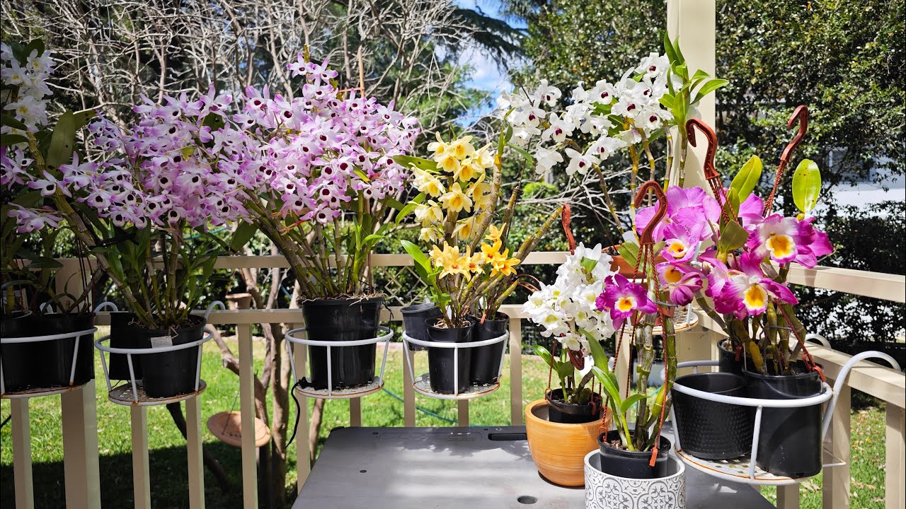 2546 星塵石斛花越來越少之探究 Dendrobium Stardust care?