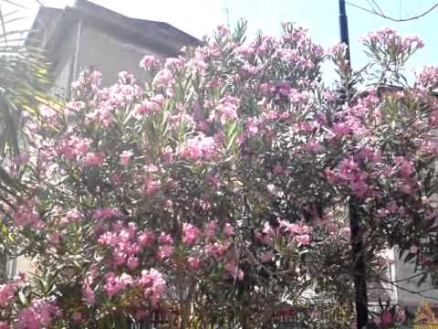 Plant with Pink Flowers 002 (pianta con fiori rosa)