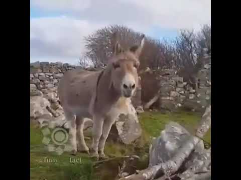 خر آهنگ میخواند