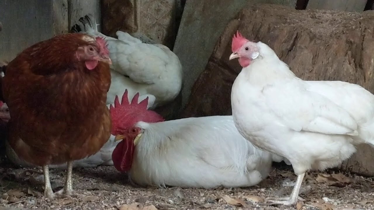 Rooster sleeping during day Relaxing farm animal videos Chicken