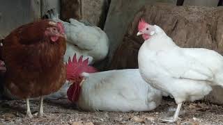 Rooster Sleeping During Day - Relaxing Farm Animal Videos - Chicken Video