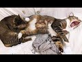 Funniest cat and dogs   try not to laugh   chris pets