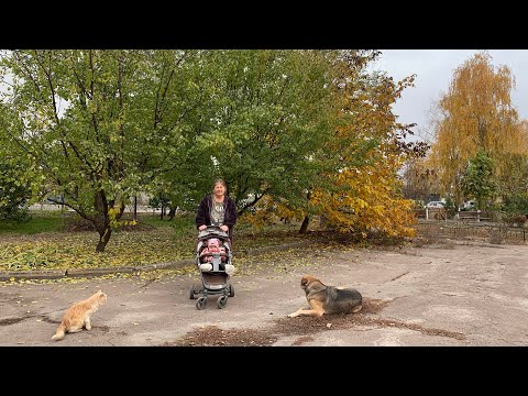 نستمتع بالخريف الذهبي لماذا أريد التزو د بالدسم أقحوان جميل كيشا يقول اسمه حياة في أوكرانيا 