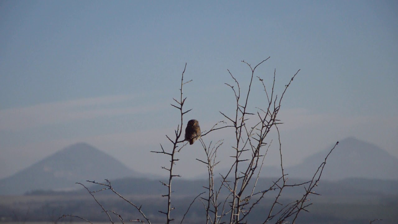 Eurasian pygmy owl - Glaucidium passerinum - Kuvičok vrabčí (Sabinov