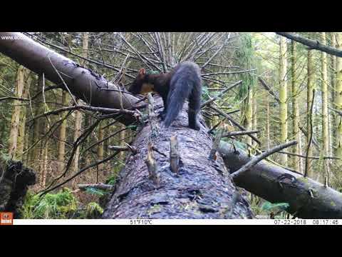 Pine Marten trailcam