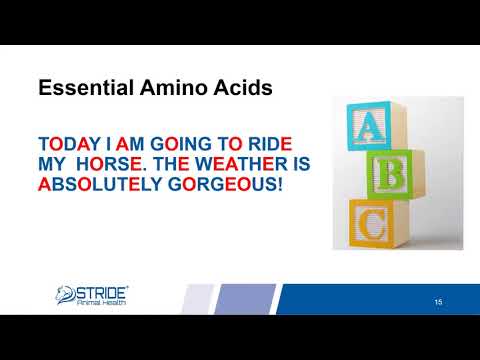 Amino Acid Support for Horses