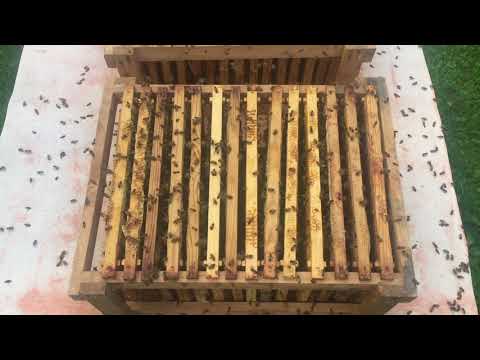 Video: Mis on jaanileivapuu: jaanileivapuu hooldus ja