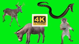 Snake Green Screen, Monkey, Donkey, Deer.蛇綠屏素材鹿毛驢猴子