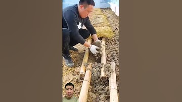 Mô Hình Nuôi Cóc Thương Phẩm