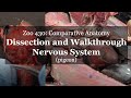 Nervous system pigeon dissection and walkthrough