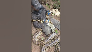 GIANTS PYTHONS AND EGGS #python #snake #shorts #wildlife #nature #dangerous #herping #crazy #florida