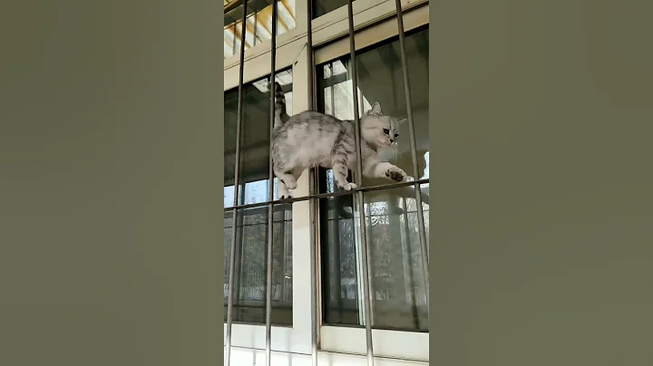 Watch the video about Adorable cats / #cat #dog #shorts #animal #animals