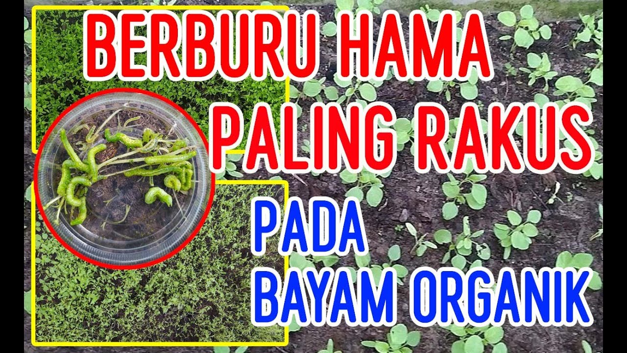 Berburu hama paling rakus pada bayam organik