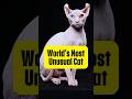 “World’s Most Unusual Cat” #sphynx #facts #shorts