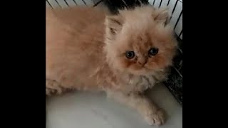 Two fluffy kitten rolling & fighting like a fur ball by Strange Universe 37 views 4 years ago 1 minute, 42 seconds